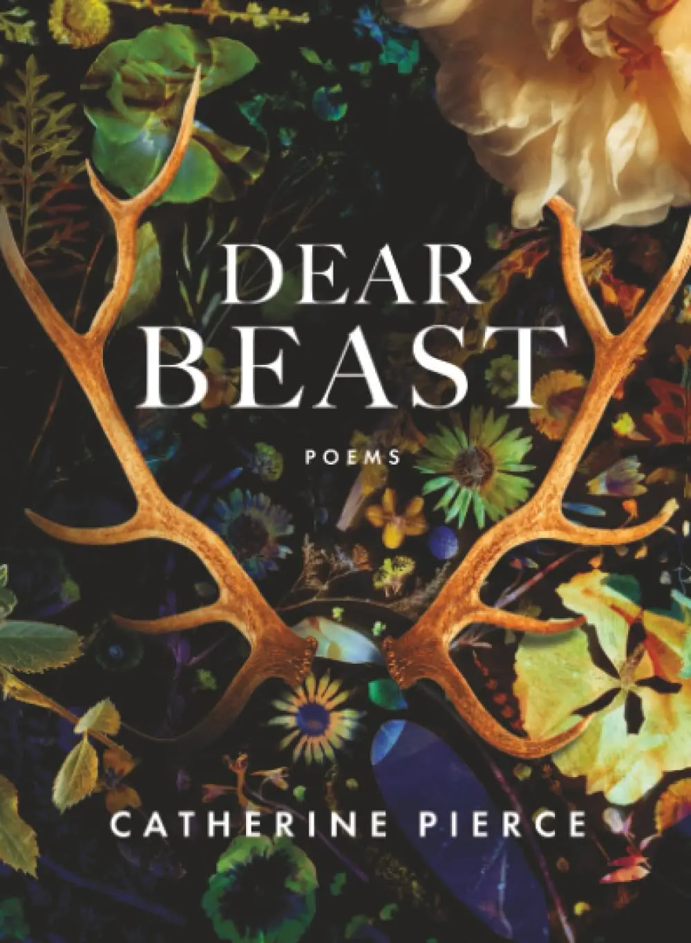 Pierce, Catherine: Dear Beast 1
