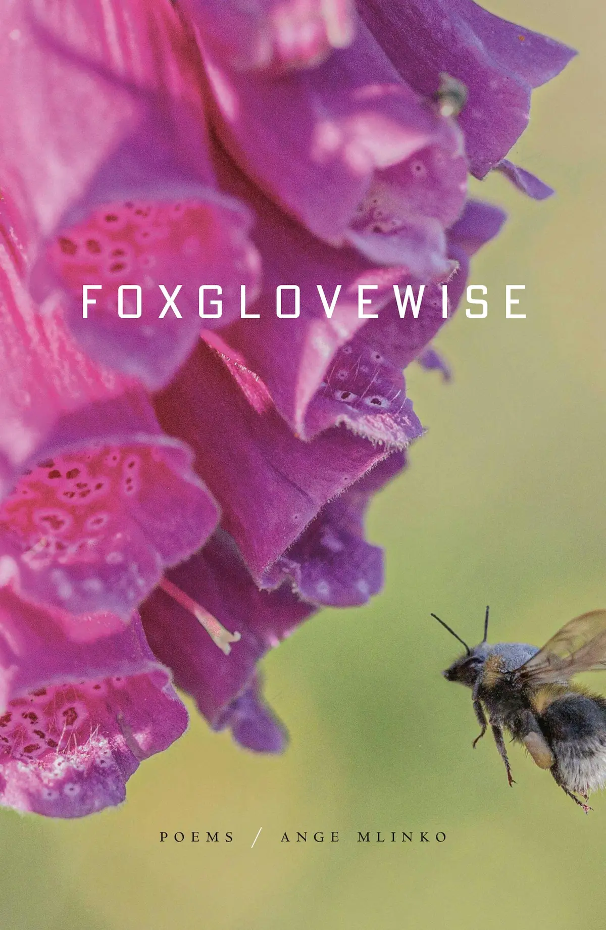 Mlinko, Ange: Foxglovewise (Hb) 1