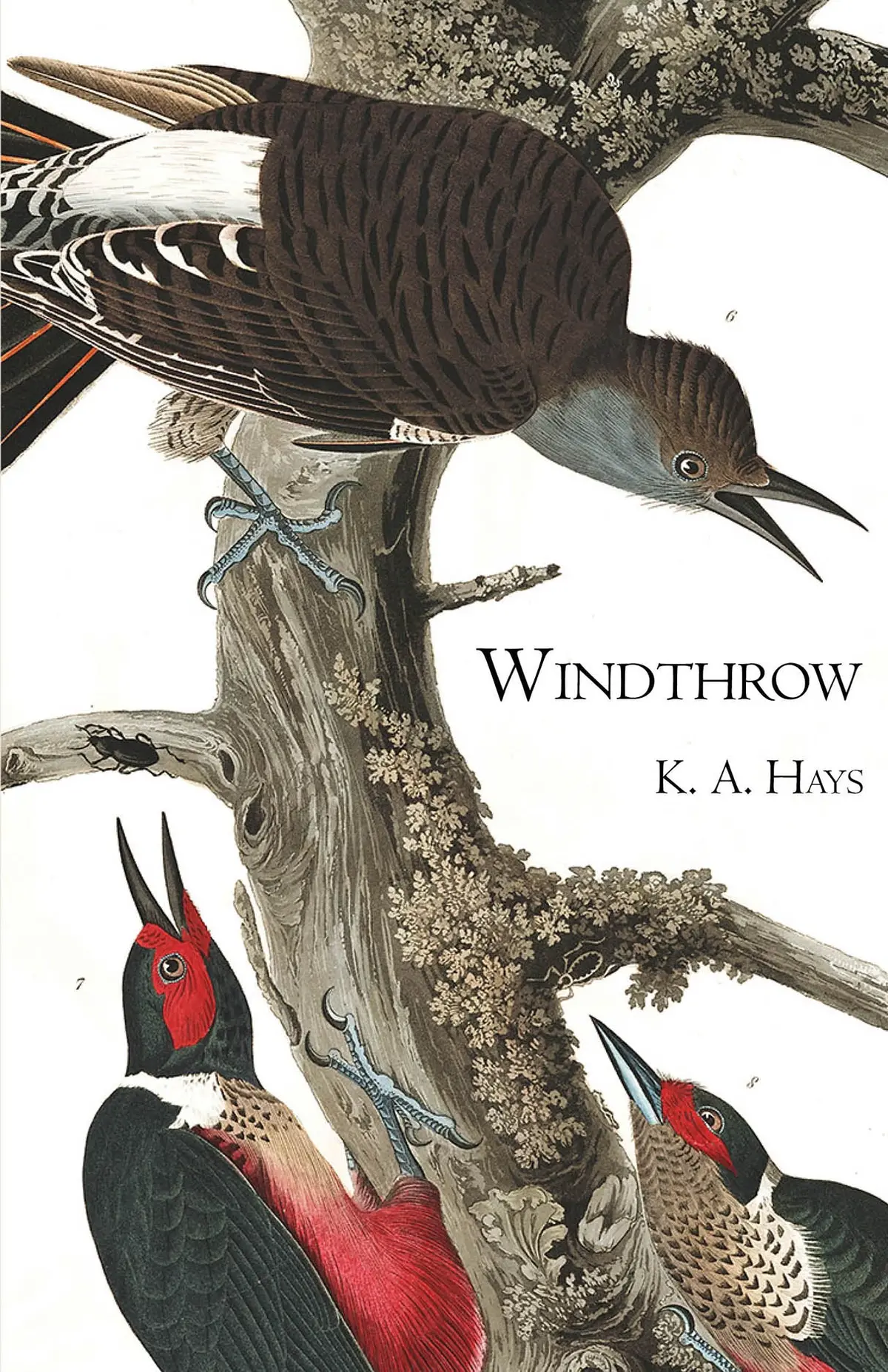 Hays, K. A.: Windthrow 1