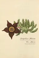 Mises: Stapelia Mixta 1